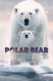 Polar Bear (2022) {English With Subtitles} 480p [250MB] | 720p [700MB] | 1080p [2.4GB]