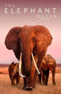 The Elephant Queen (2019) WEB-DL Dual Audio {Hindi-English} 480p [320MB] | 720p [900MB] | 1080p [2GB]